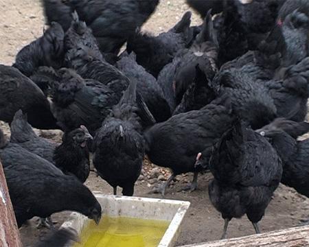 養殖技術南開雞苗購買福建五黑雞苗廠孵化企業