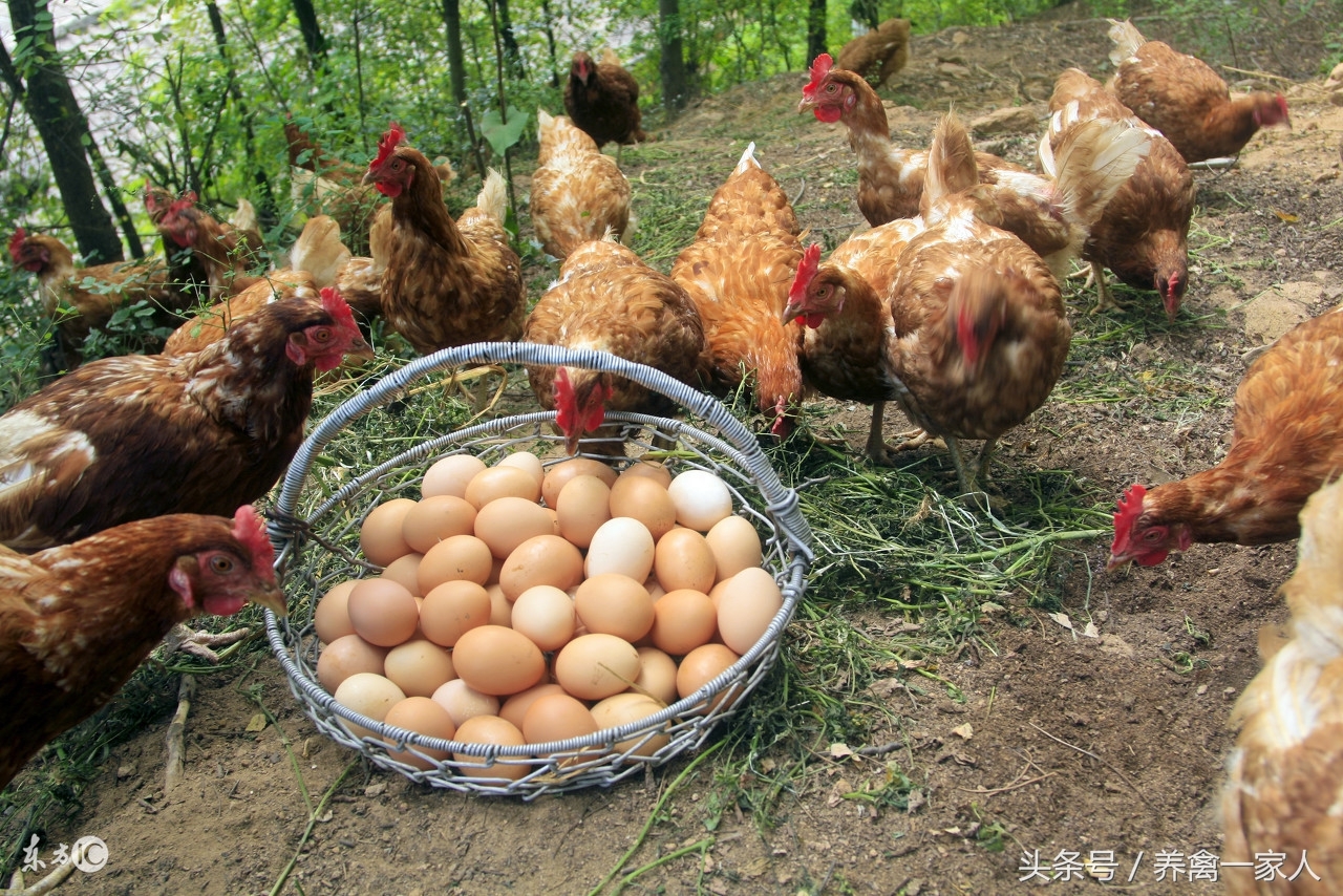 養殖山雞的雞舍建設圖_養殖雞舍圖片欣賞_最新式蛋雞養殖雞舍圖