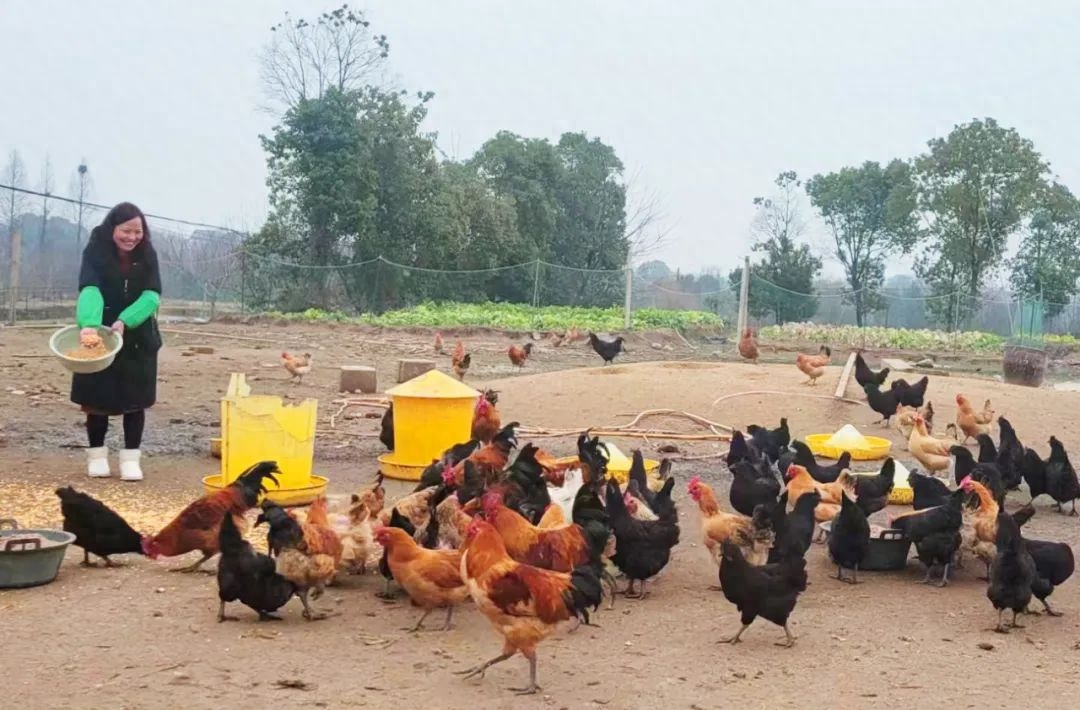 安徽散養土雞_安徽養土雞最大的養殖場在哪_養殖安徽養土雞大概多少錢