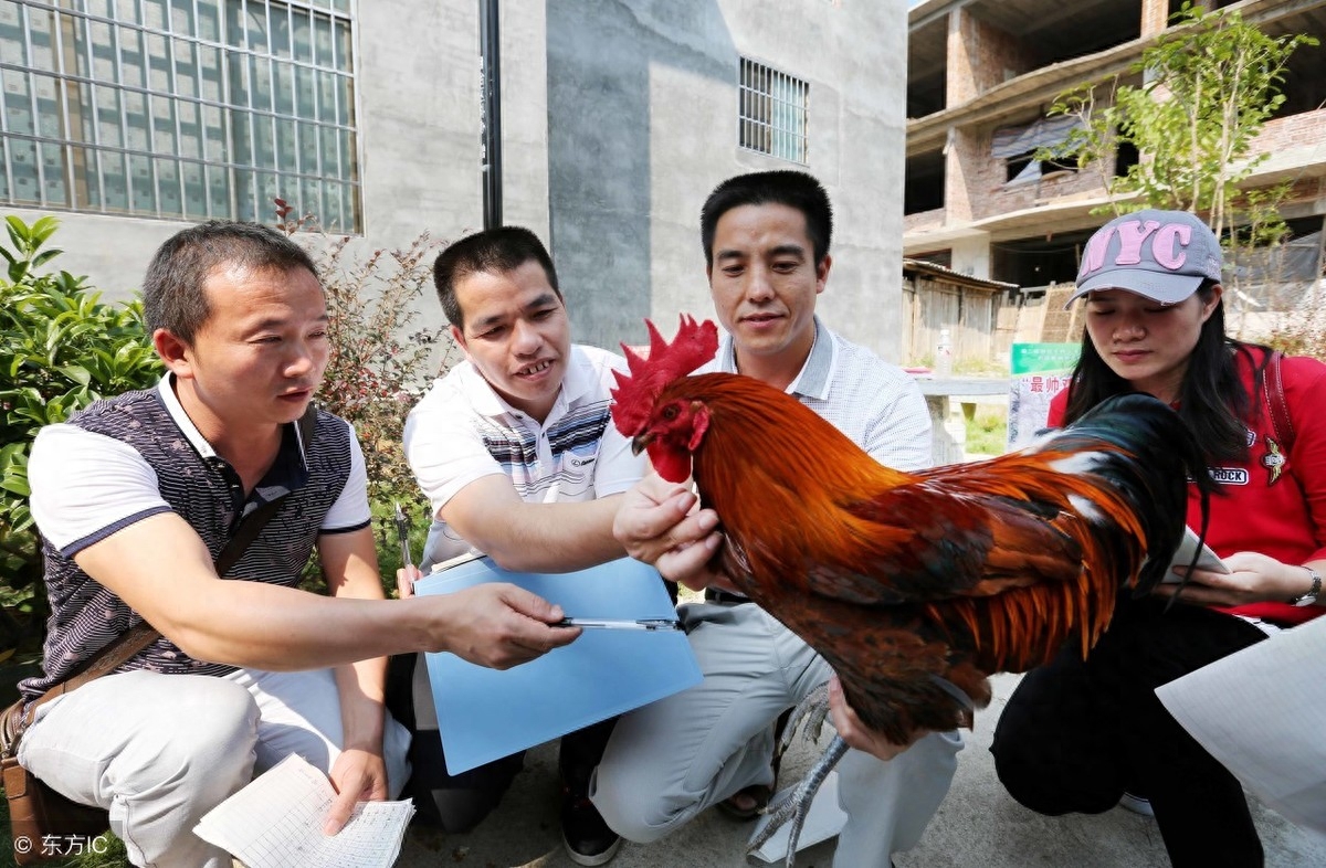 土雞養殖成本利潤_養殖土雞的成本_土雞養殖成本