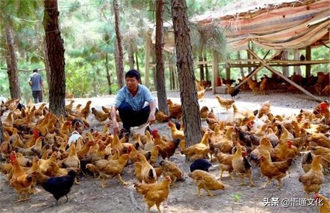 養殖土雞的成本_土雞養殖成本_養殖成本土雞賺錢嗎