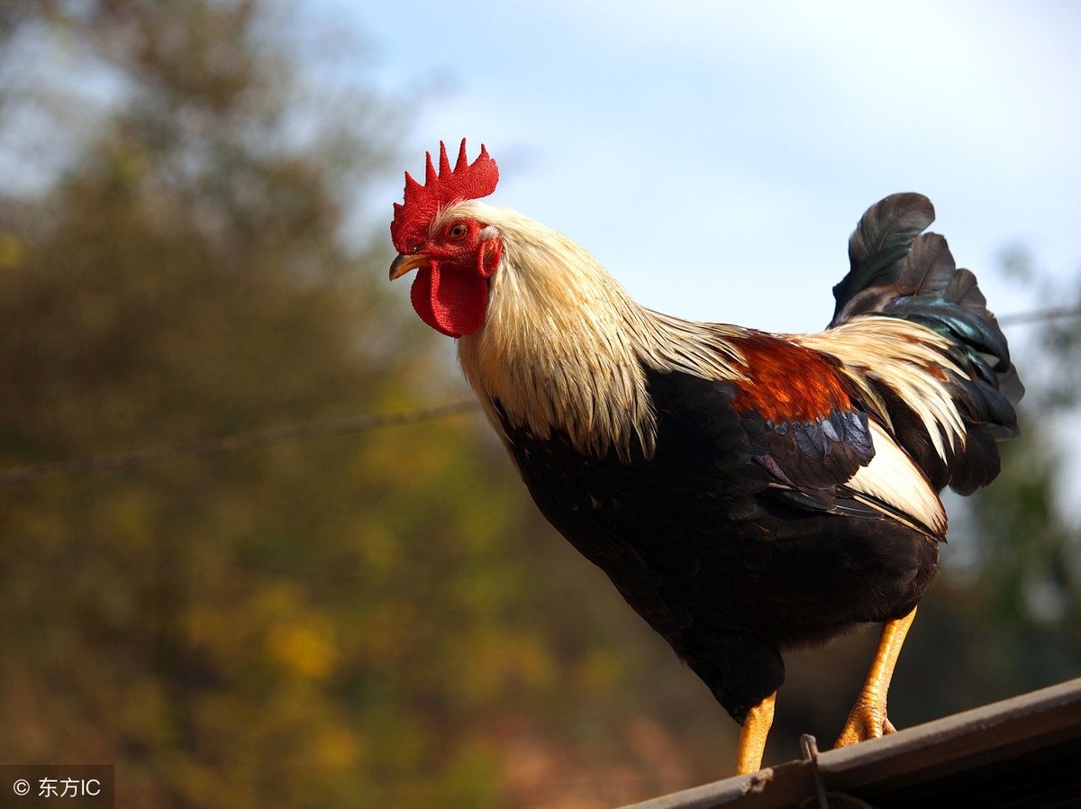 養殖土雞的成本_土雞養殖成本_土雞養殖成本利潤
