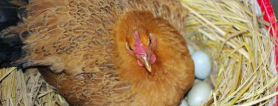 十一月份母雞能孵小雞嗎，母雞在一年四季都能育雛