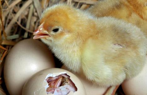 十一月份母雞能孵小雞嗎，母雞在一年四季都能育雛