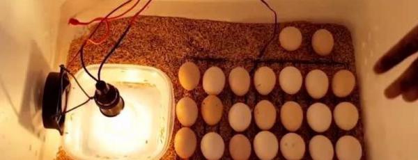 多少瓦的燈泡可以孵小雞，通常使用15瓦的燈泡即可