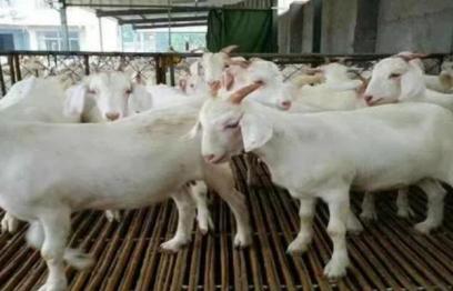 羊的養殖方法，適宜在乾燥涼爽的通風處生活