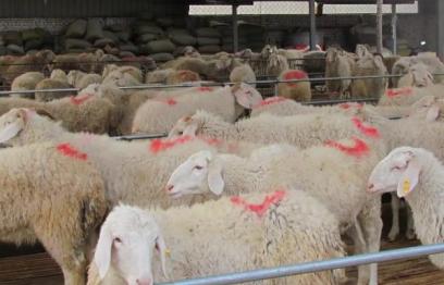 羊的養殖方法，適宜在乾燥涼爽的通風處生活