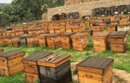 新手如何養蜜蜂，首先要選擇合適的場地