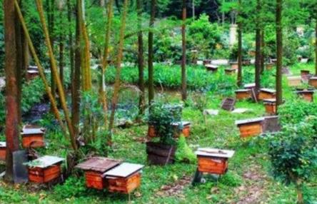 新手如何養蜜蜂，首先要選擇合適的場地