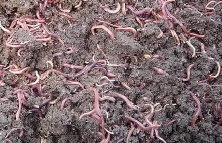 買來的蚯蚓為何無法養活，可能是土壤肥力不足、溫度不適等原因所導致