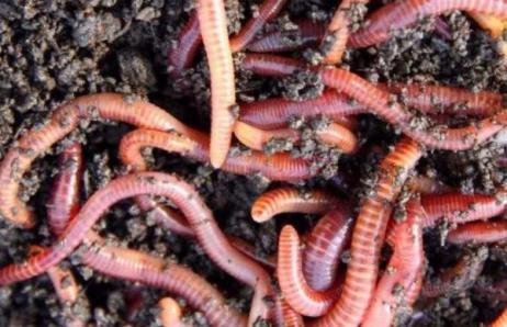 買來的蚯蚓為何無法養活，可能是土壤肥力不足、溫度不適等原因所導致