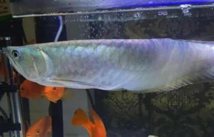 銀龍魚怎麼養，將水溫保持在25-28℃之間