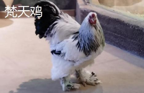 中國有哪些巨型雞品種
