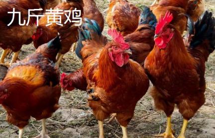 中國有哪些巨型雞品種