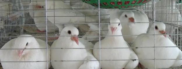 鴿子和雞能不能雜交