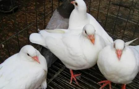 鴿子和雞能不能雜交