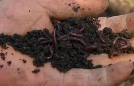 人工養殖蚯蚓的方法
