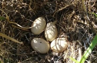 野鴨一次可以產多少蛋