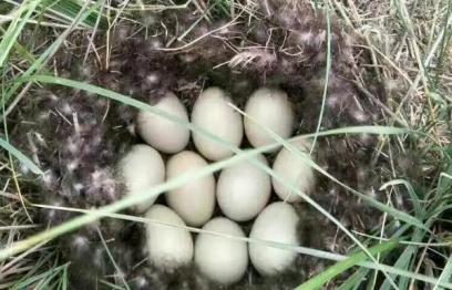 野鴨一次可以產多少蛋