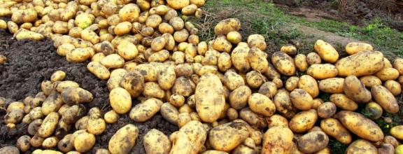什麼是馬鈴薯，也叫土豆、是一種糧食作物