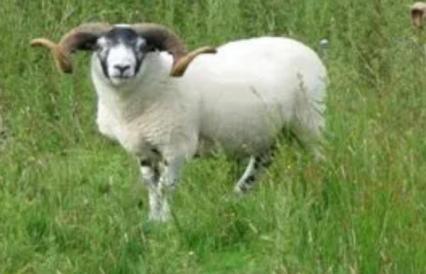 羊誤食草甘膦會死亡嗎，誤食較多會中毒死亡