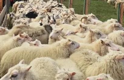 羊誤食草甘膦會死亡嗎，誤食較多會中毒死亡
