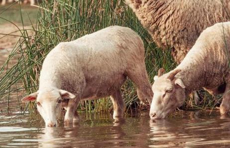怎樣讓羊多喝水，可以喂麵湯或者在水裡添加些糖分