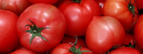怎麼防治秋番茄徒長，需及時定植嚴格控制苗齡