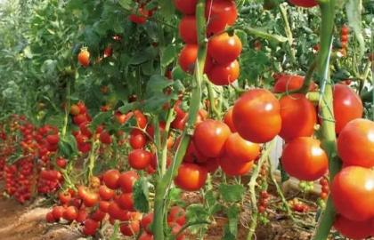 怎麼防治秋番茄徒長，需及時定植嚴格控制苗齡