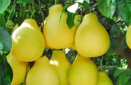 柚子樹可以栽在家院里嗎，如何在家種植柚子樹