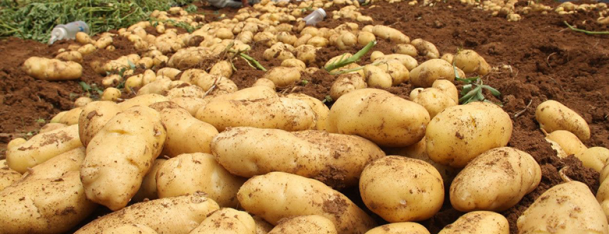 馬鈴薯種植時間和方法，馬鈴薯在春季是主要種植季節