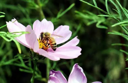 野蜂蜜蜂誘捕方法，野生蜜蜂誘捕技術