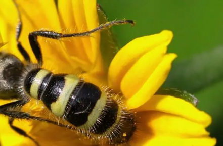 野蜂蜜蜂誘捕方法，野生蜜蜂誘捕技術