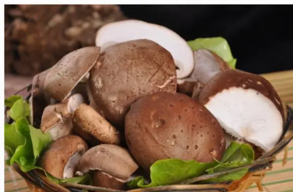 如何種植香菇，足夠的新鮮空氣是保證香菇正常生長發育的重要環境條件之一