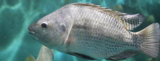 鹽度低對魚有什麼傷害，天然水域的四種類型