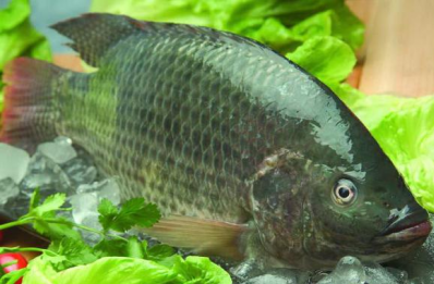 羅非魚如何養殖，水質中還應有足夠的氨氮和硝酸鹽