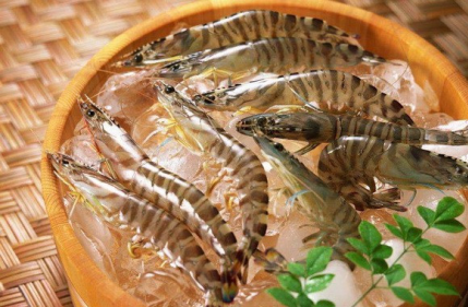 基圍蝦魚缸養殖方法，種苗選購與投放