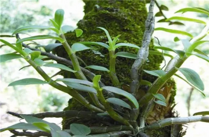 石斛栽培方法，如何讓你的石斛健康茁壯成長
