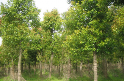 香樟樹啥時候種植最佳，什麼季節種植最合適