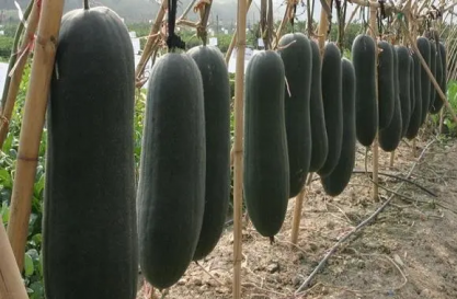 黑皮冬瓜種植技術與管理，需要選擇優質的種子