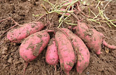 深薯怎麼種植，深薯種植的關鍵是選擇優質的種苗