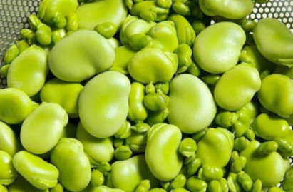 蠶豆種植時間，蠶豆的種植季節可以在秋季或春季