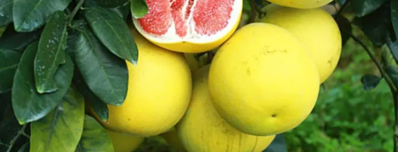 柚子可不可以放冰箱裏面保存，正確的保存方法和注意事項是什麼
