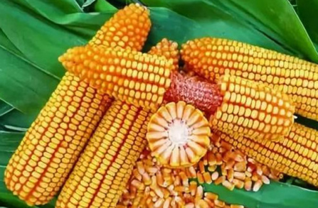 自己能培育玉米種子嗎,種植方法