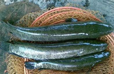 黑魚的養殖技術，黑魚養殖技術全過程