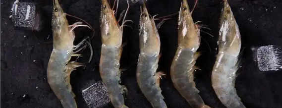 青蝦的養殖技術，掌握技巧輕鬆養殖高質青蝦