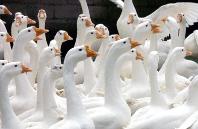 鵝啄毛是什麼原因，如何用最簡單的辦法解決