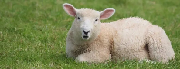 羔羊該如何飼養，盡量提前培養羔羊採食草料的能力