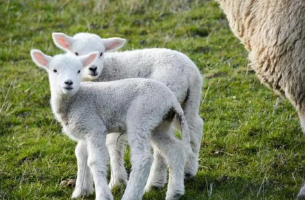 羔羊該如何飼養，盡量提前培養羔羊採食草料的能力