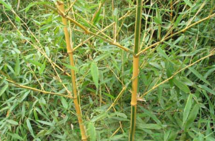 金明竹的養殖方法，水分管理